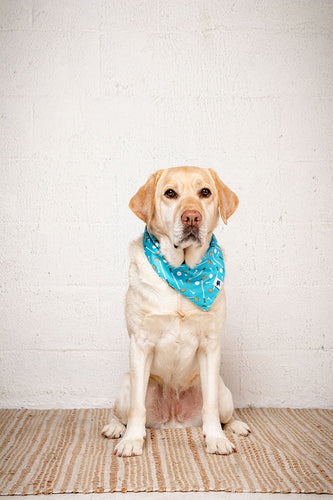Tee Time Dog Bandana