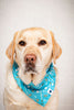 Tee Time Dog Bandana