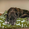 Molly Mutt Amarillo by Morning Organic Dog Bed Duvet