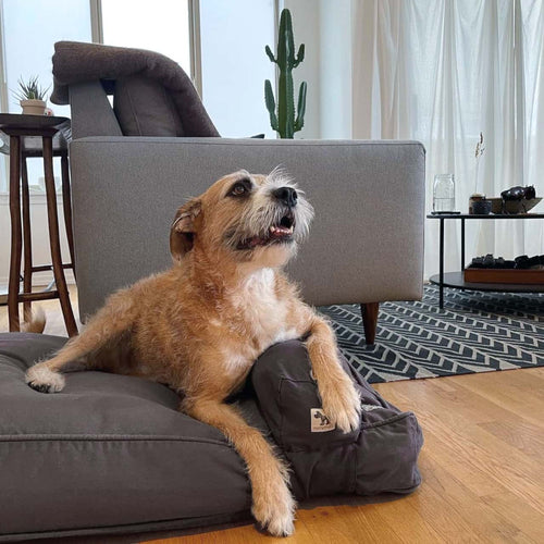 Molly Mutt I'm a Realist Dog Bed Duvet
