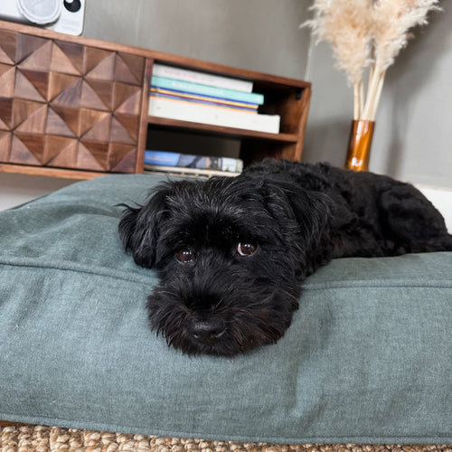 Molly Mutt Quiet Light Organic Dog Bed Duvet