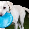 Cycle Dog Flat Tire Flyer